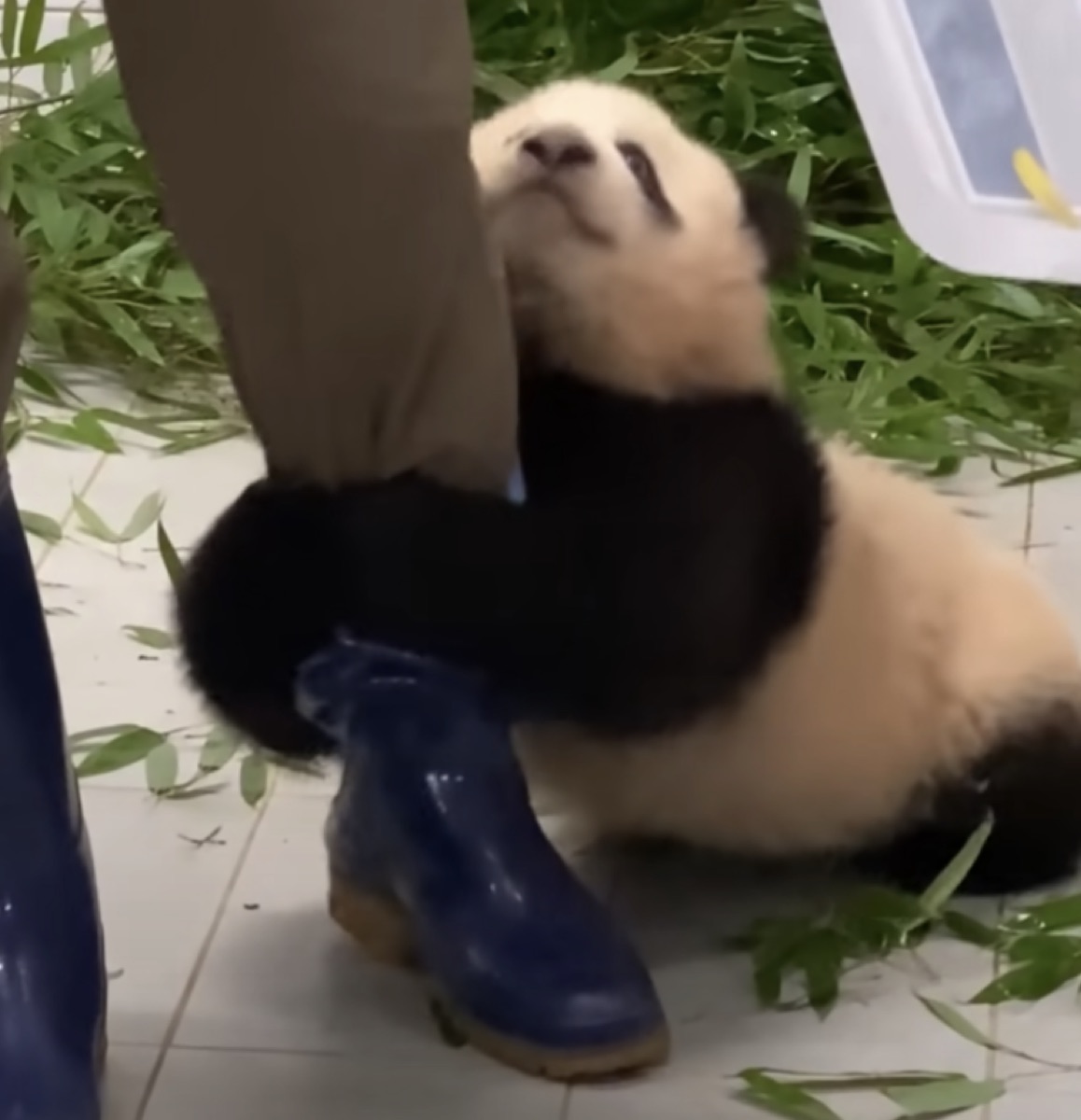 안녕, 할부지 푸바오