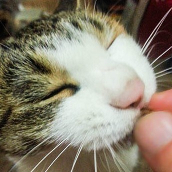 하예린 배우 브리저튼 시즌4 — 한국계 호주 배우 넷플릭스 주연