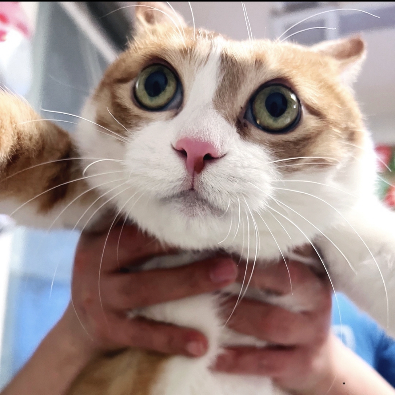 유포리아 시즌3 HBO 쿠팡플레이 2026 젠데이아 포스터